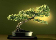 Bonsai Gallery Screensaver Collection screenshot